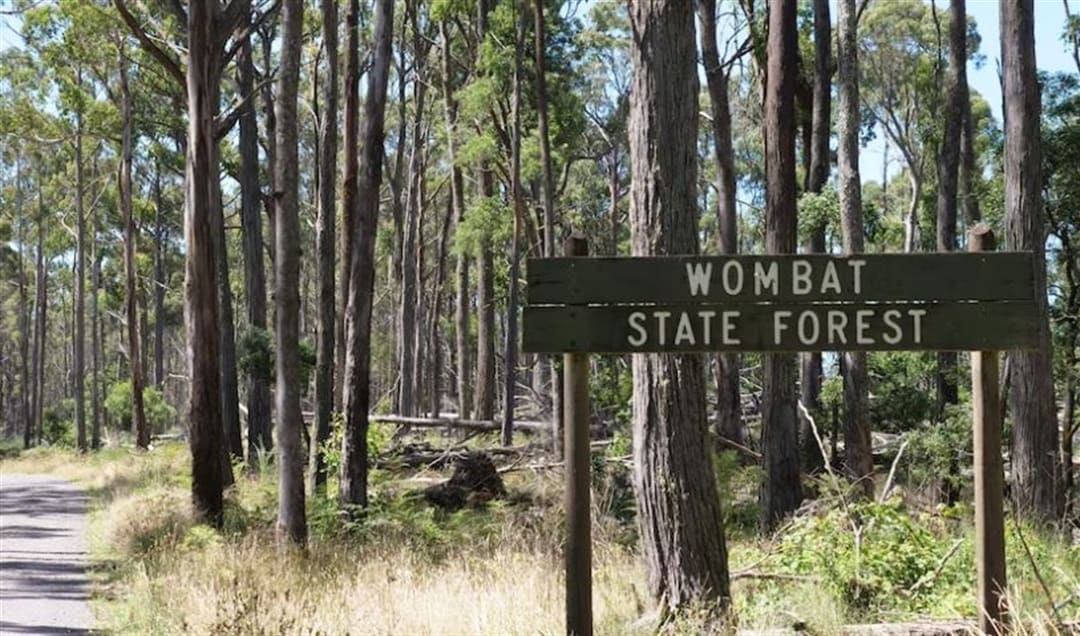 Wombat State Forest: Exploring the wilderness of Wombat State Forest.