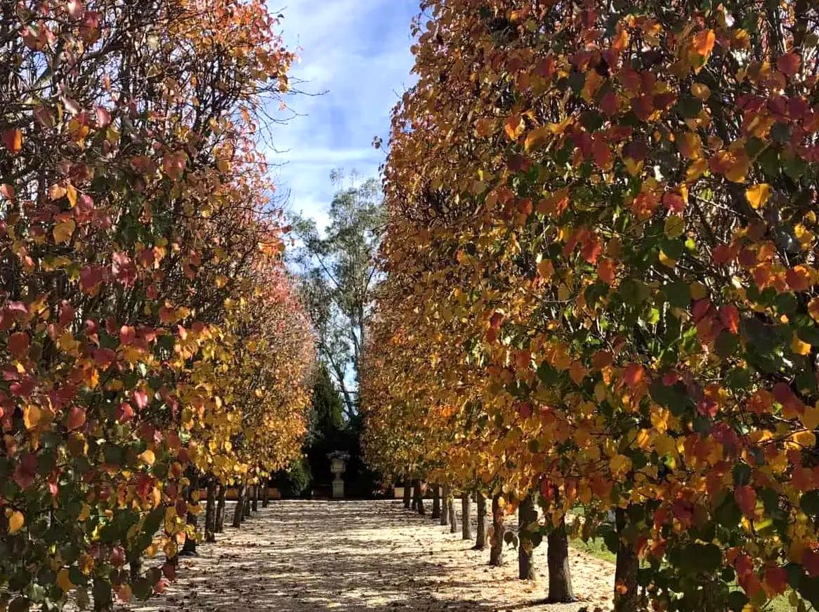 Soumah of Yarra Valley: Tasting wines and dining at Soumah.