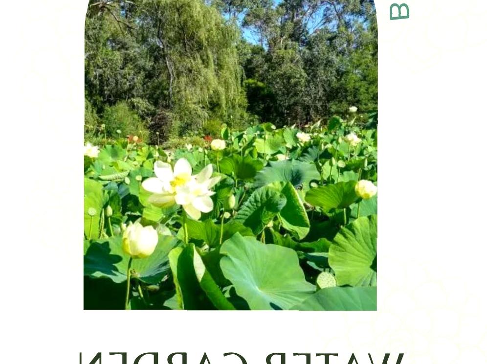 The Blue Lotus Water Garden: Exploring the beauty of the Blue Lotus Water Garden.