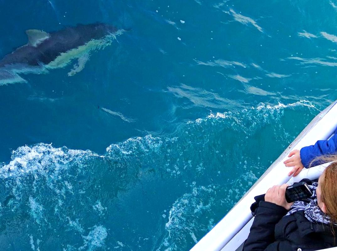 Watch the Winter Migration of Southern Right Whales: Whale Watching